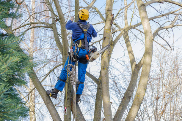 Seasonal Cleanup (Spring/Fall) in Roosevelt Park, MI